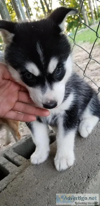Siberian Husky Puppies