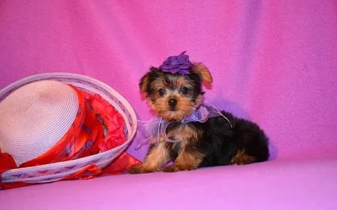 Tiny Akc Yorkshire Puppies Available