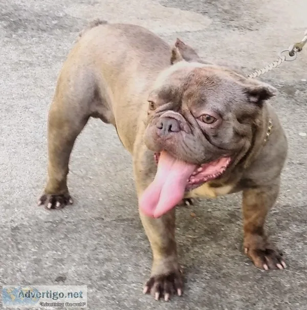 Exotic bully
