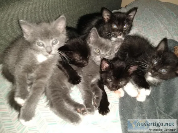 Rehoming Kittens