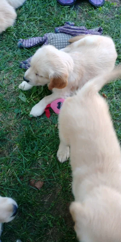 Golden retriever pups for sale