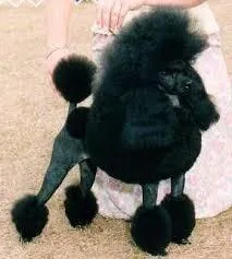 AKC POODLES