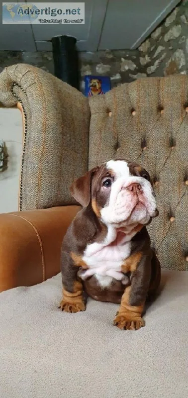 Chocolate English Bulldog Puppies