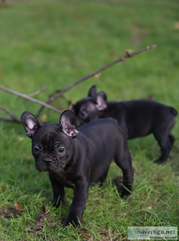 french bulldog Puppies