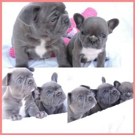 Outstanding litter of 4 quality true to type blue French Bulldog