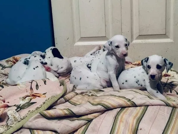 FREE DALMATIANS No catch