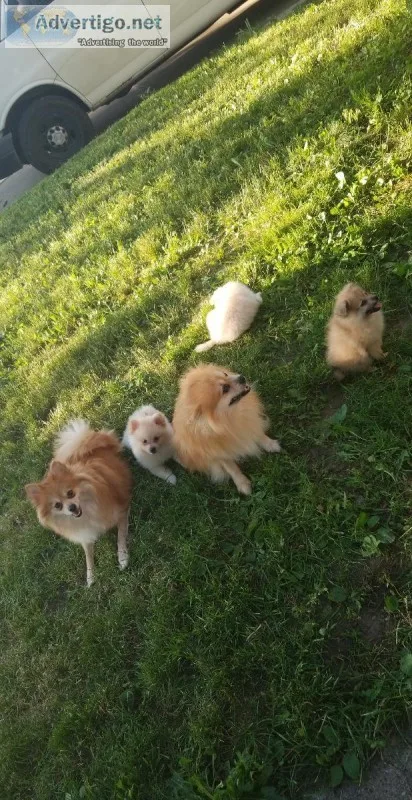 Pomeranian puppies 4sale