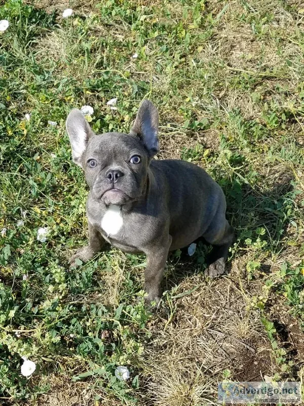 Blue French Bulldogs