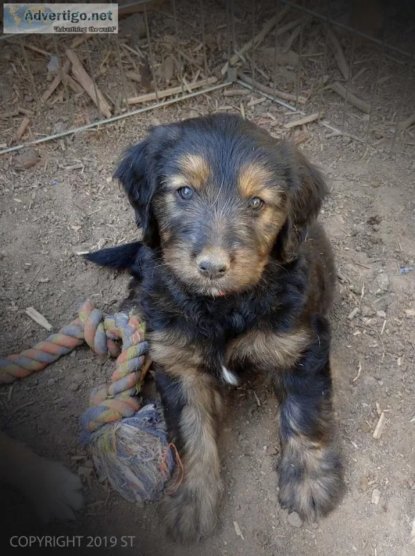 Aussiedoodle Phantom Male Puppy Ready Now