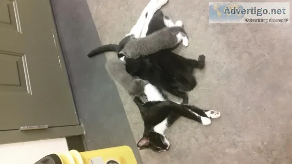 2 kitties