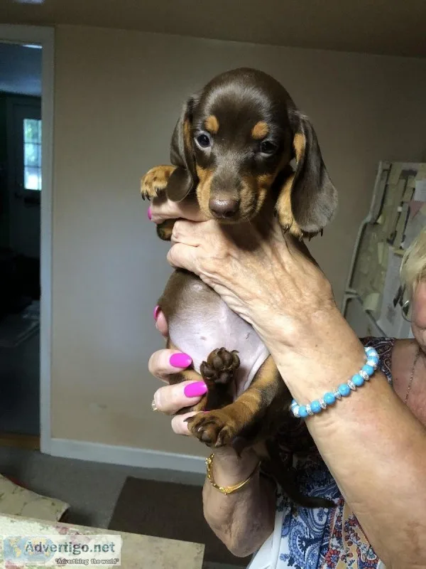 Mini Choclate Dachshunds