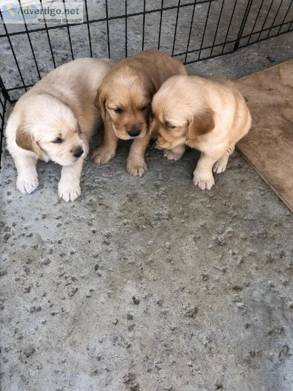 Golden Retriever puppies
