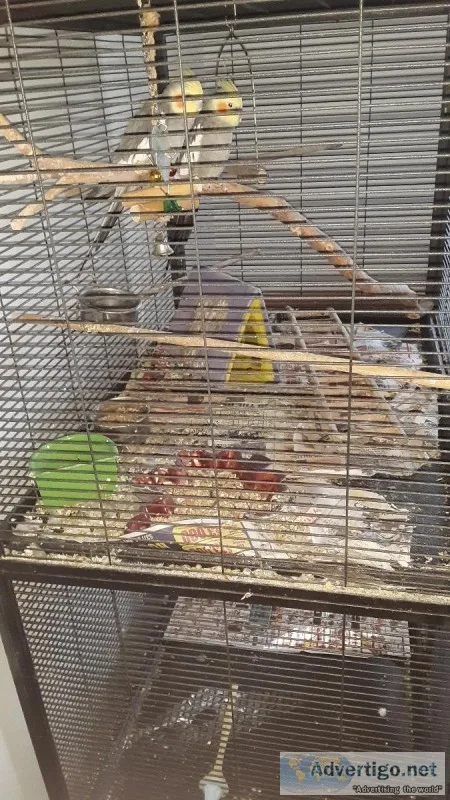 2 Male cockatiels and cage for sale