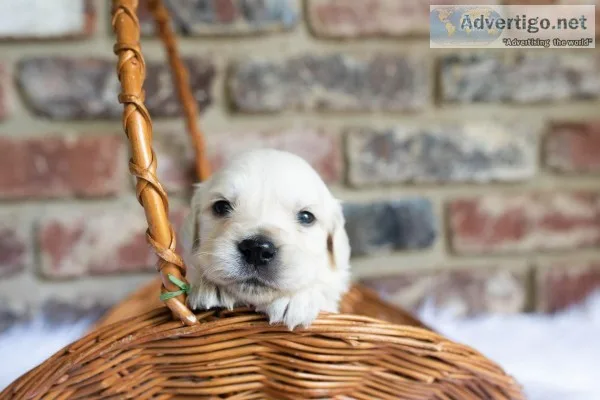 English Golden Retriever
