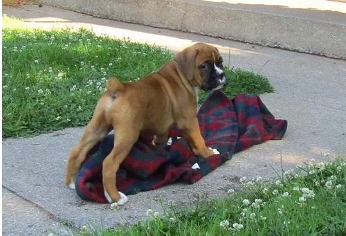 Adorable litter of Akc boxer puppies