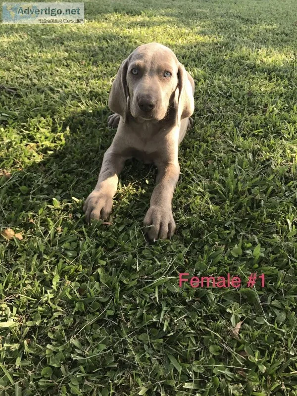 Akc Weimaraner Puppies