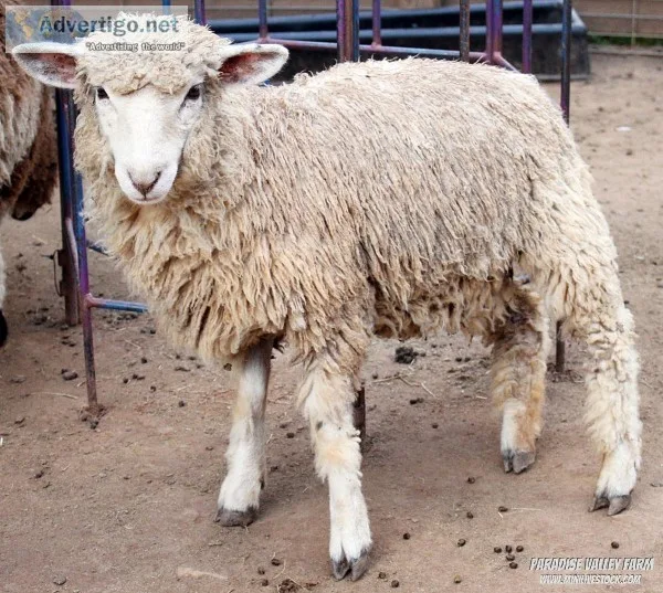 Adult Sheep Harlequins and Shetliots