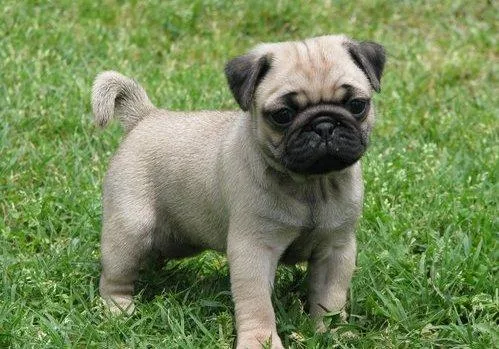 pug puppies