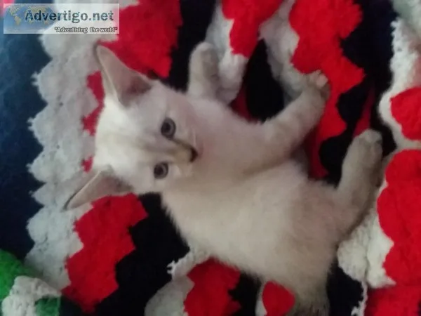 Siamese kittens