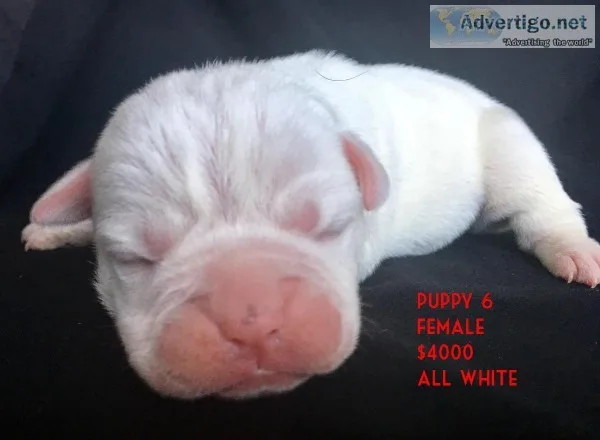 Olde English Bulldogge Puppies