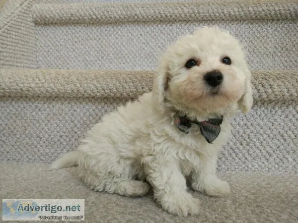 Purebred Bichon Frise Puppies (Two boys available)