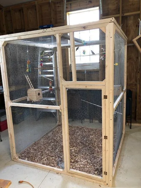parrottlets for sale