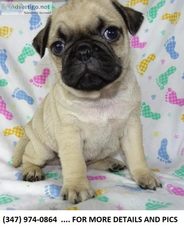 X Talented Pugs BoysGirls Akc Heath Guaranteed Genetic Tested an