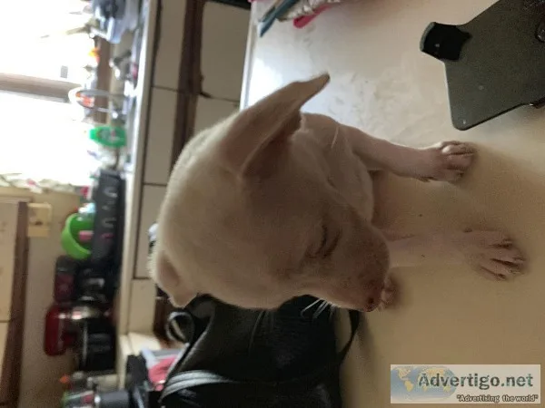 5 Pups for rehoming fee