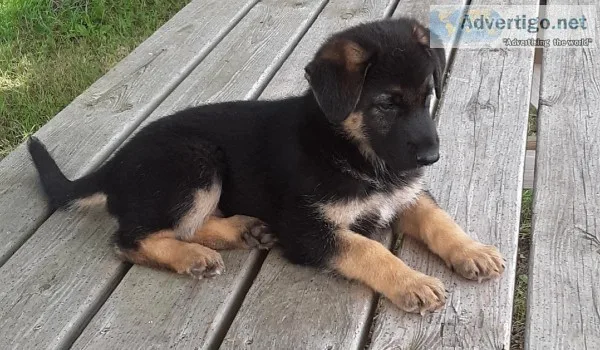 German Shepherd puppy
