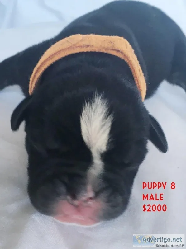 Olde English Bulldogge Puppies