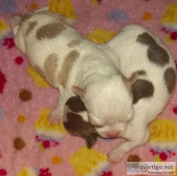 Tiny Apple Head Chihuahua Puppies
