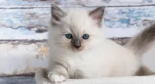 Get The Beautiful Ragdoll Kittens At Lilac City Ragdolls