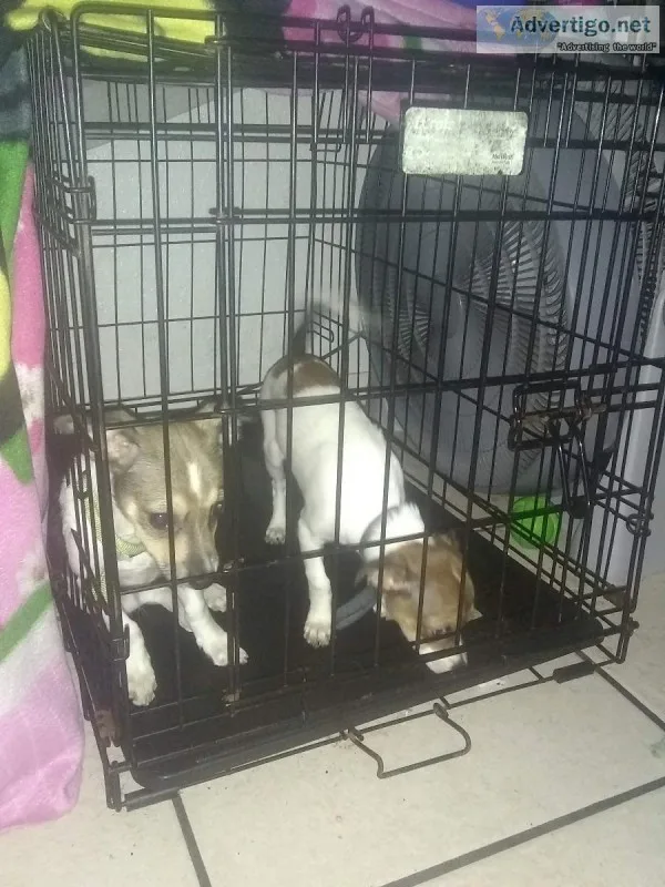 Two Jack Chi for sell ACT FAST