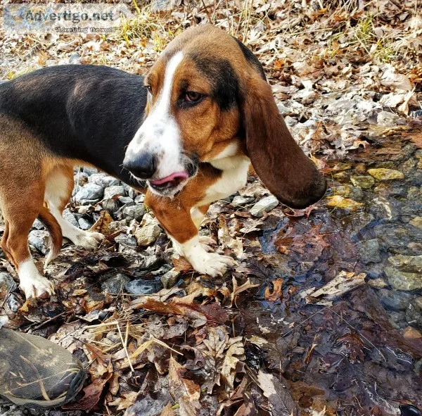 Basset Hound