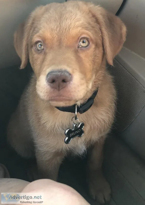Golden retriever pit mix