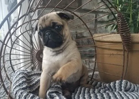 Akc Pug puppies