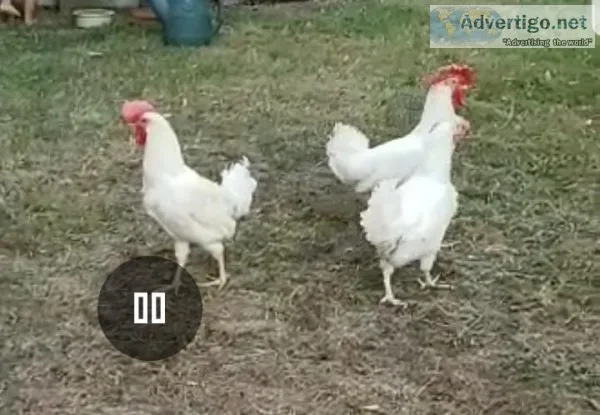 Egg producing hen and 2 roosters
