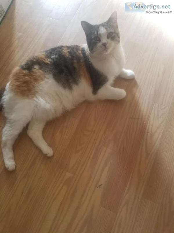 Female calico cat