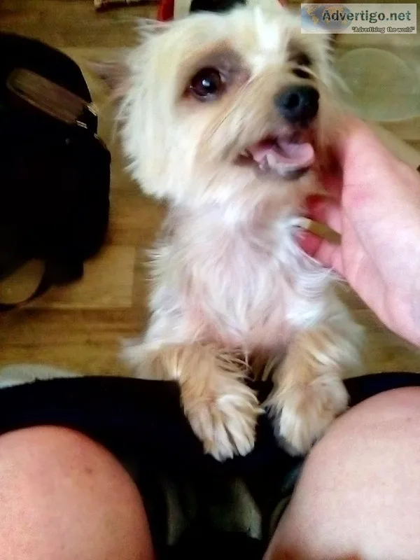 Yorkie small puppy full blooded loving