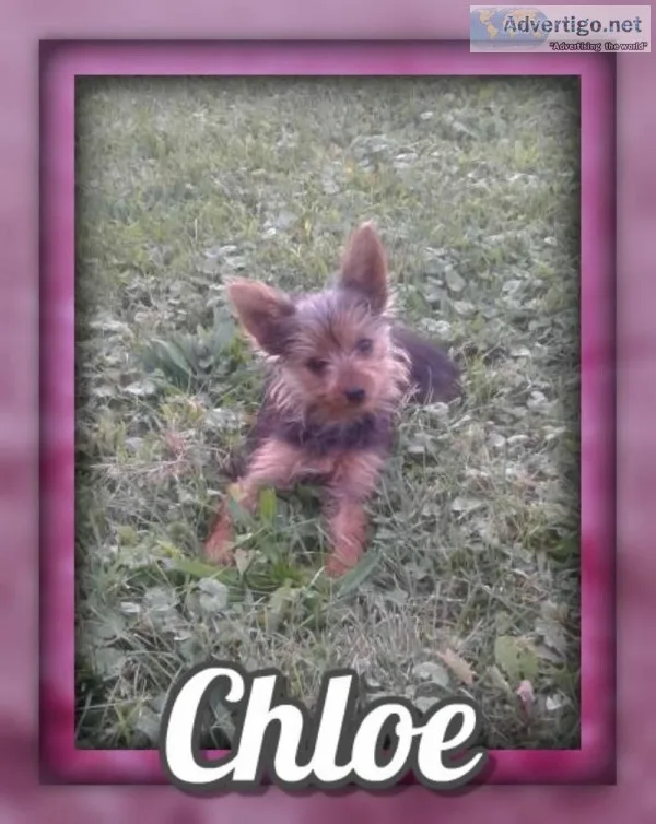 Chloe Female ACA Yorkie