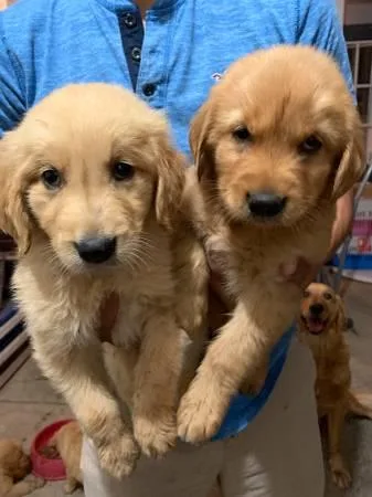 Golden Retriever
