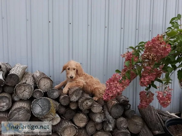 F1 goldendoodles