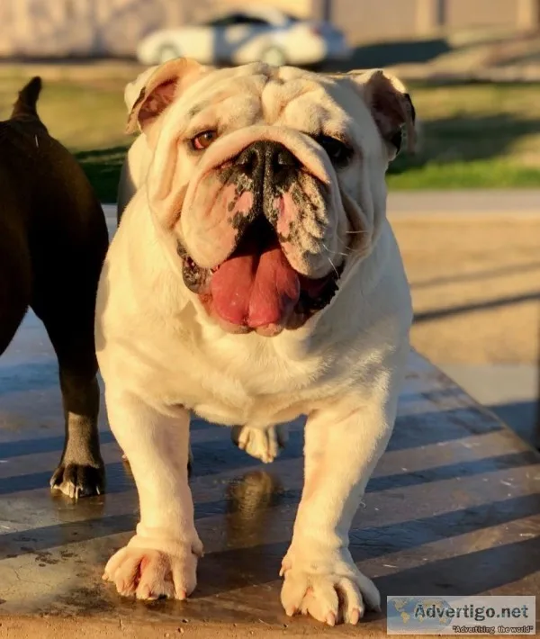 All White Beautiful English Bulldog Stud