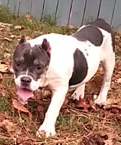 Exotic bully