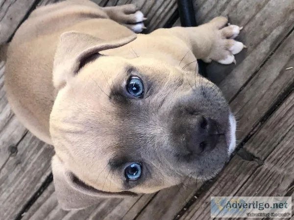 Bullie puppies