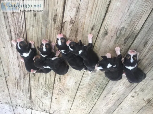 beagle puppies