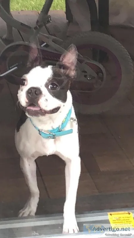 Female Boston Terrier
