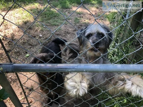 Beautiful Energetic Dogs need a home