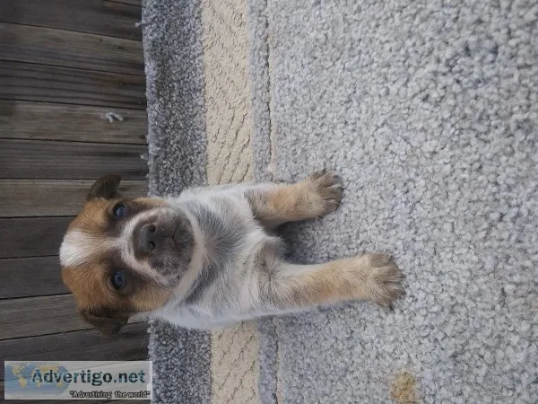 Australian Cattledogs