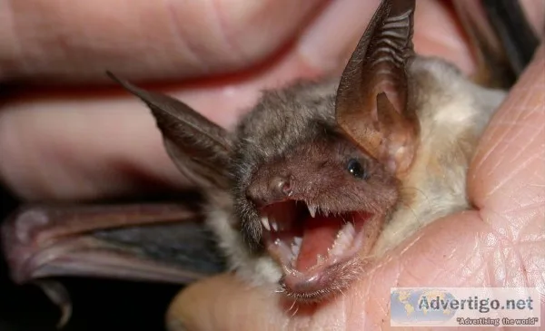 Bat Removal From House Georgia